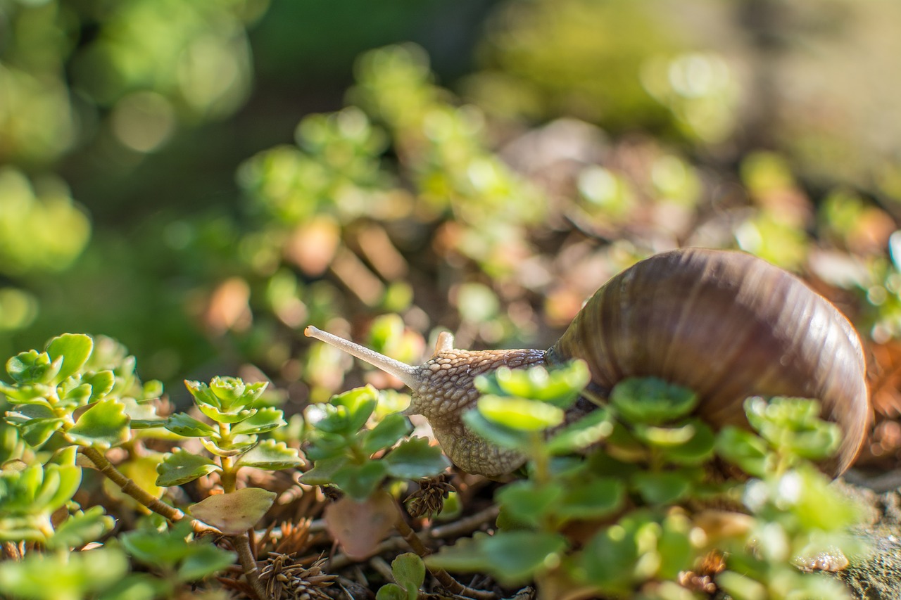 Image - snail green shell nature leaf