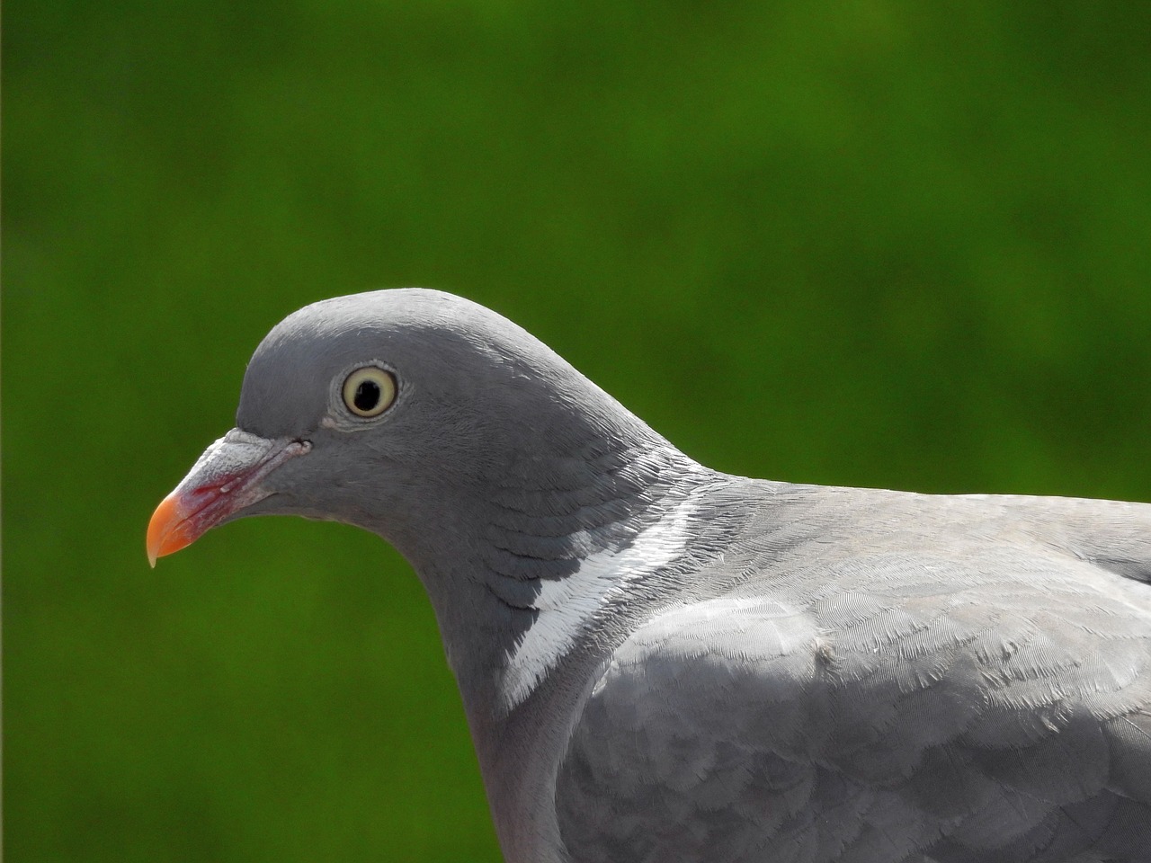 Image - dove bird bird pigeon animal