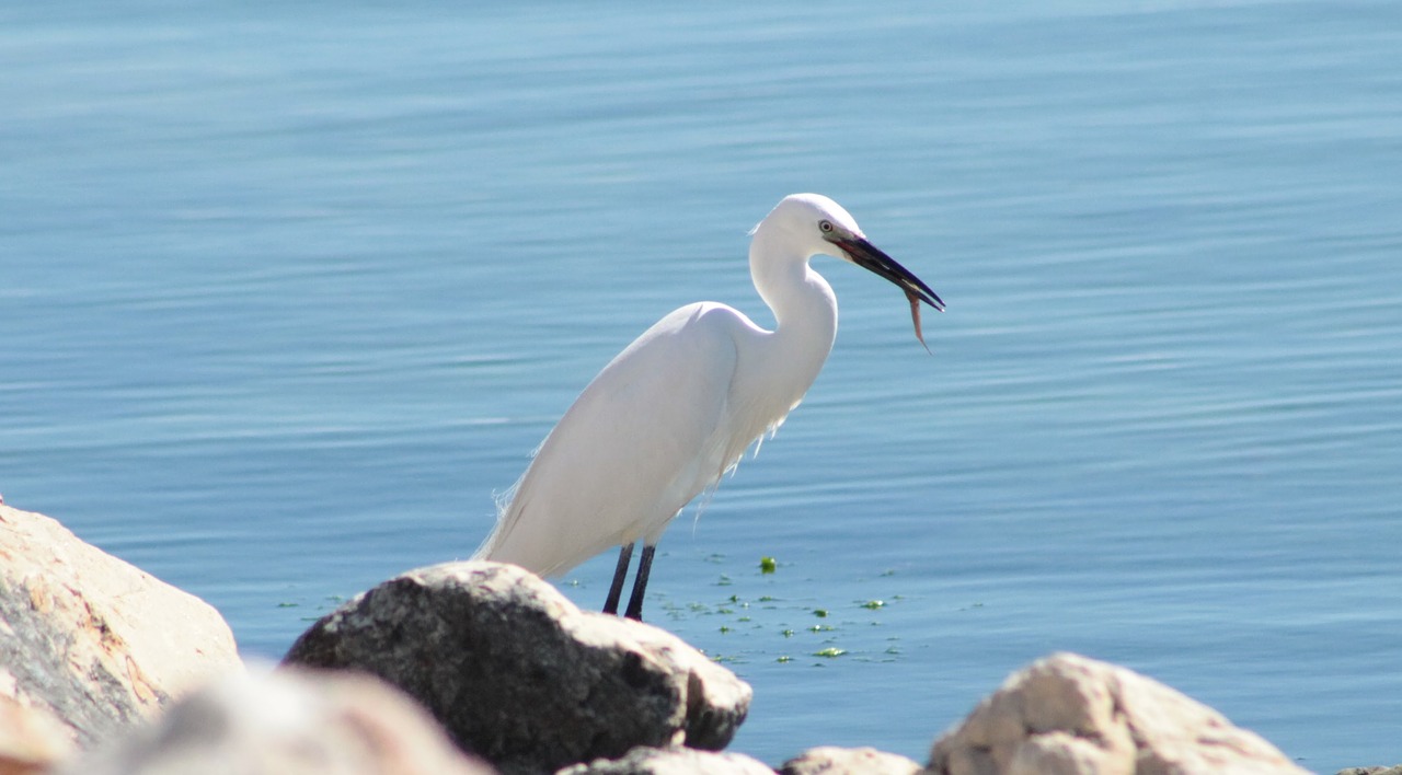 Image - little egret white bird wader