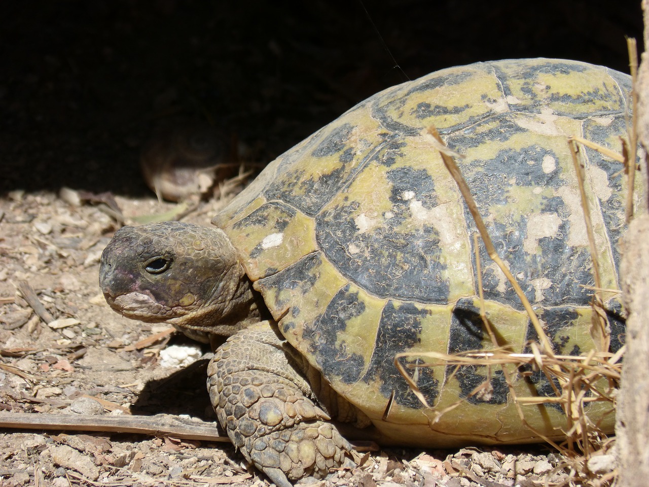 Image - mediterranean tortoise hideout