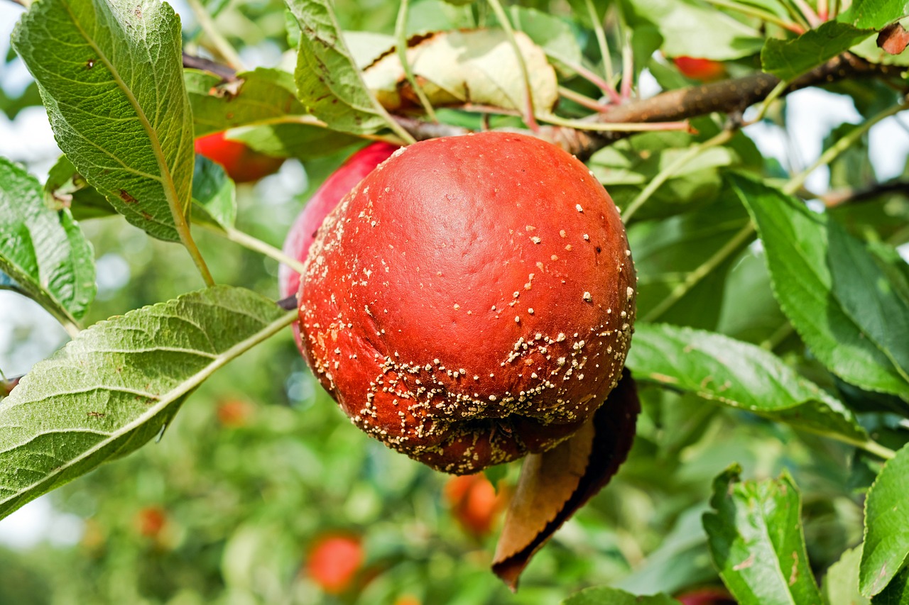 Image - apple fruit lazy decay rot
