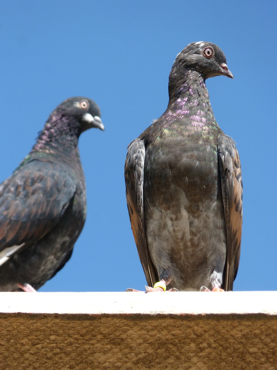 Image - pigeons couple lookout paloma