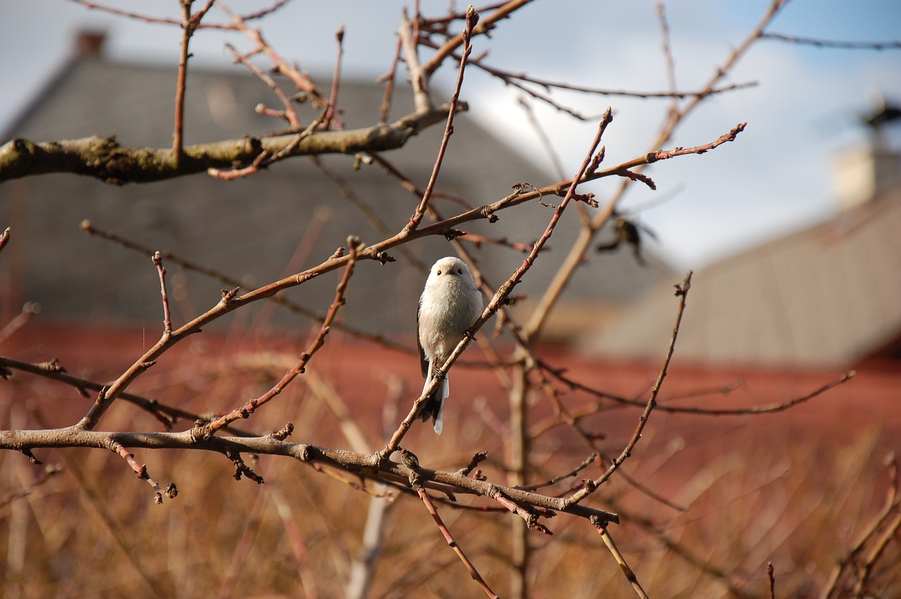 Image - long tailed tit bird tit