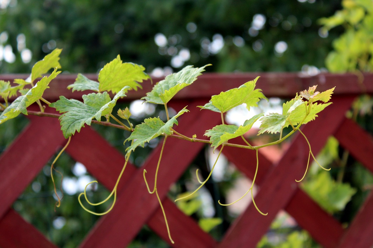 Image - grape leaves creeper plant nature