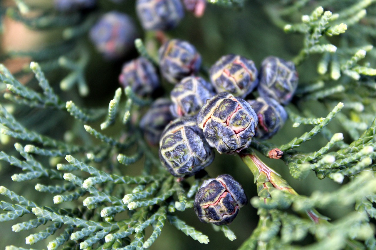 Image - thuja tree the fruits of thuja