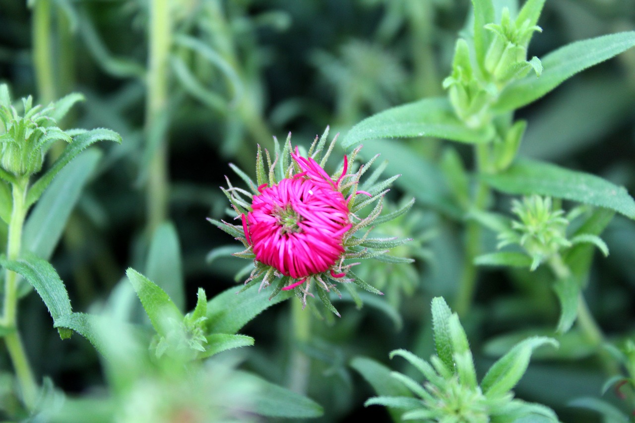 Image - marcinek aster flower garden