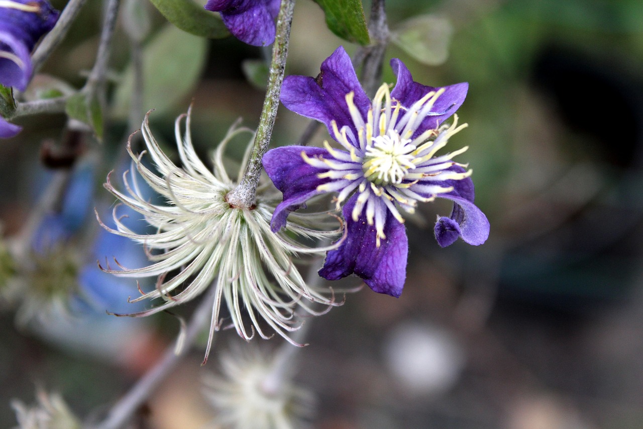 Image - clematis ornamental plants