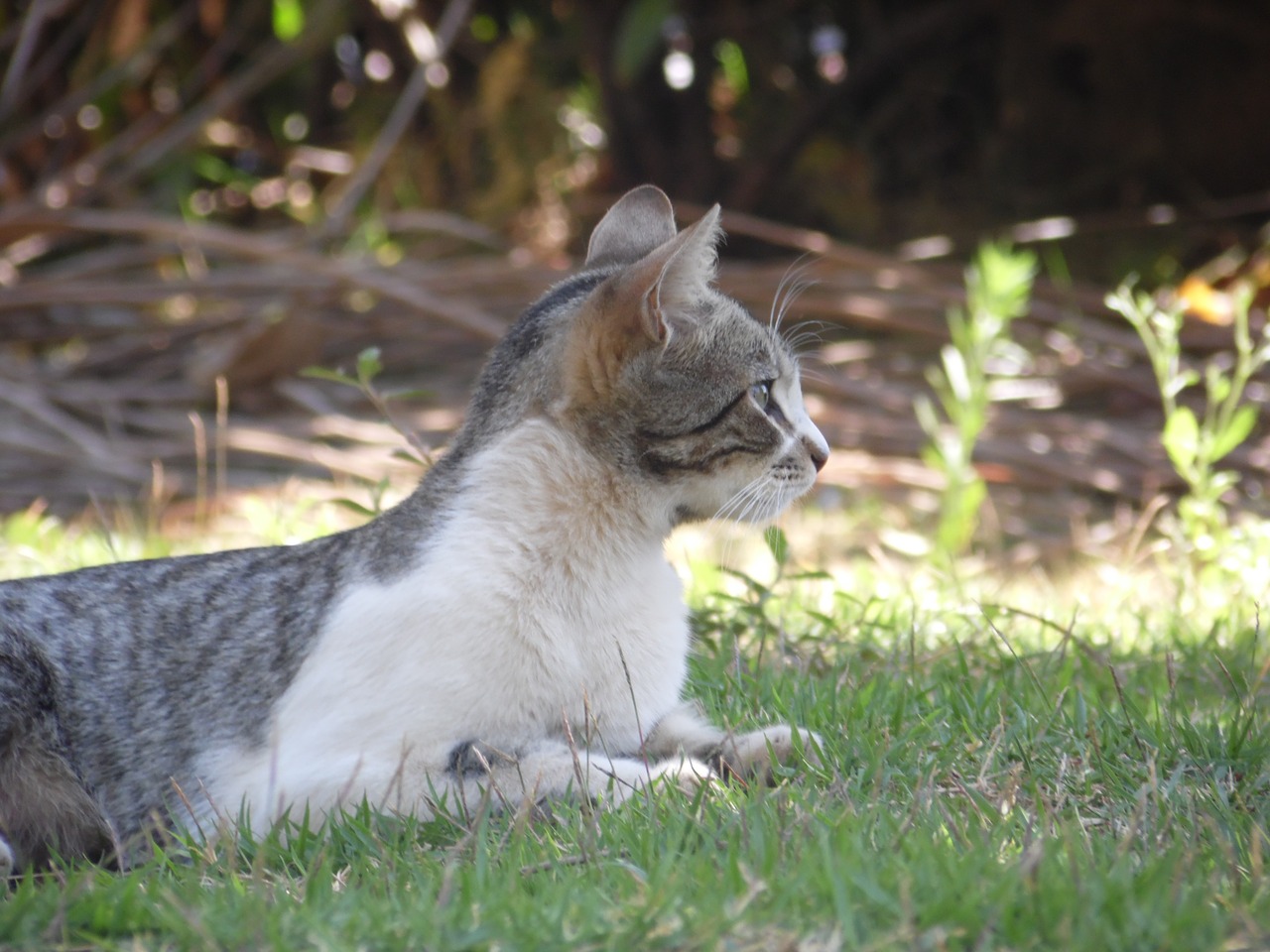 Image - cat feline observation lonely