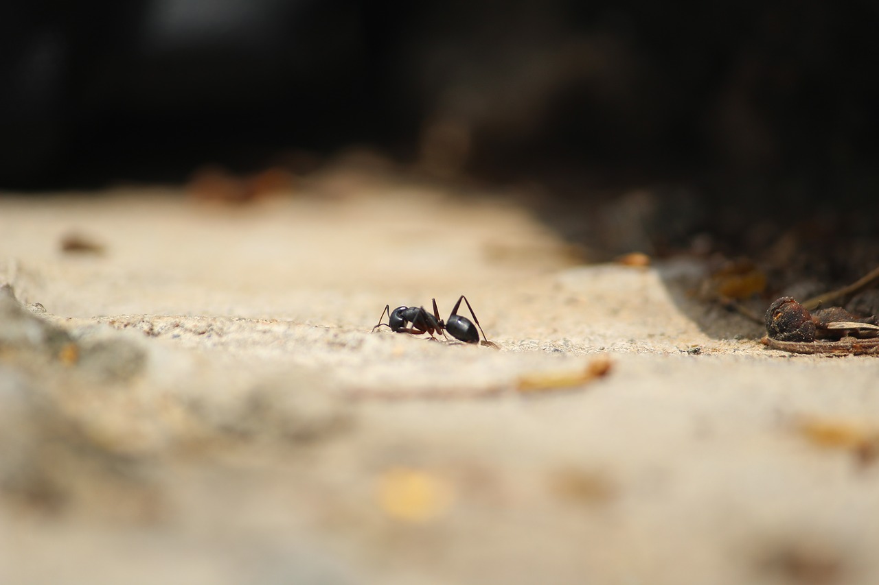 Image - formicidae ant common ant big land