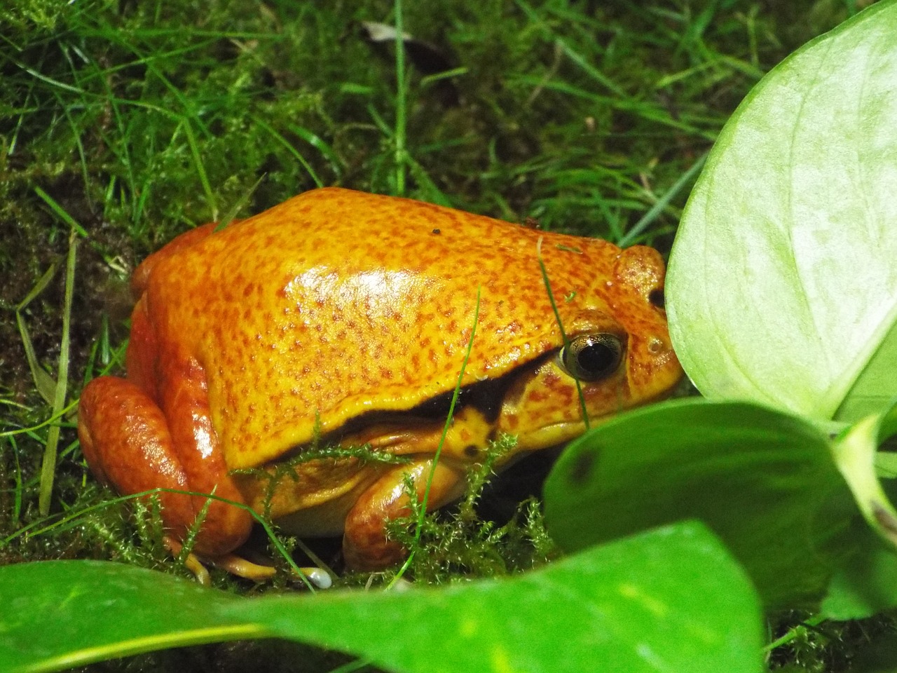 Image - the frog zoo amphibians