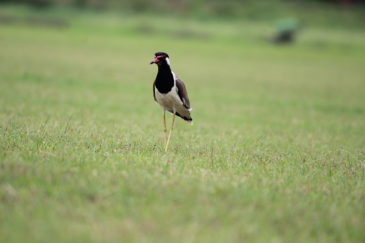 Image - bird aves grass usct ggsipu