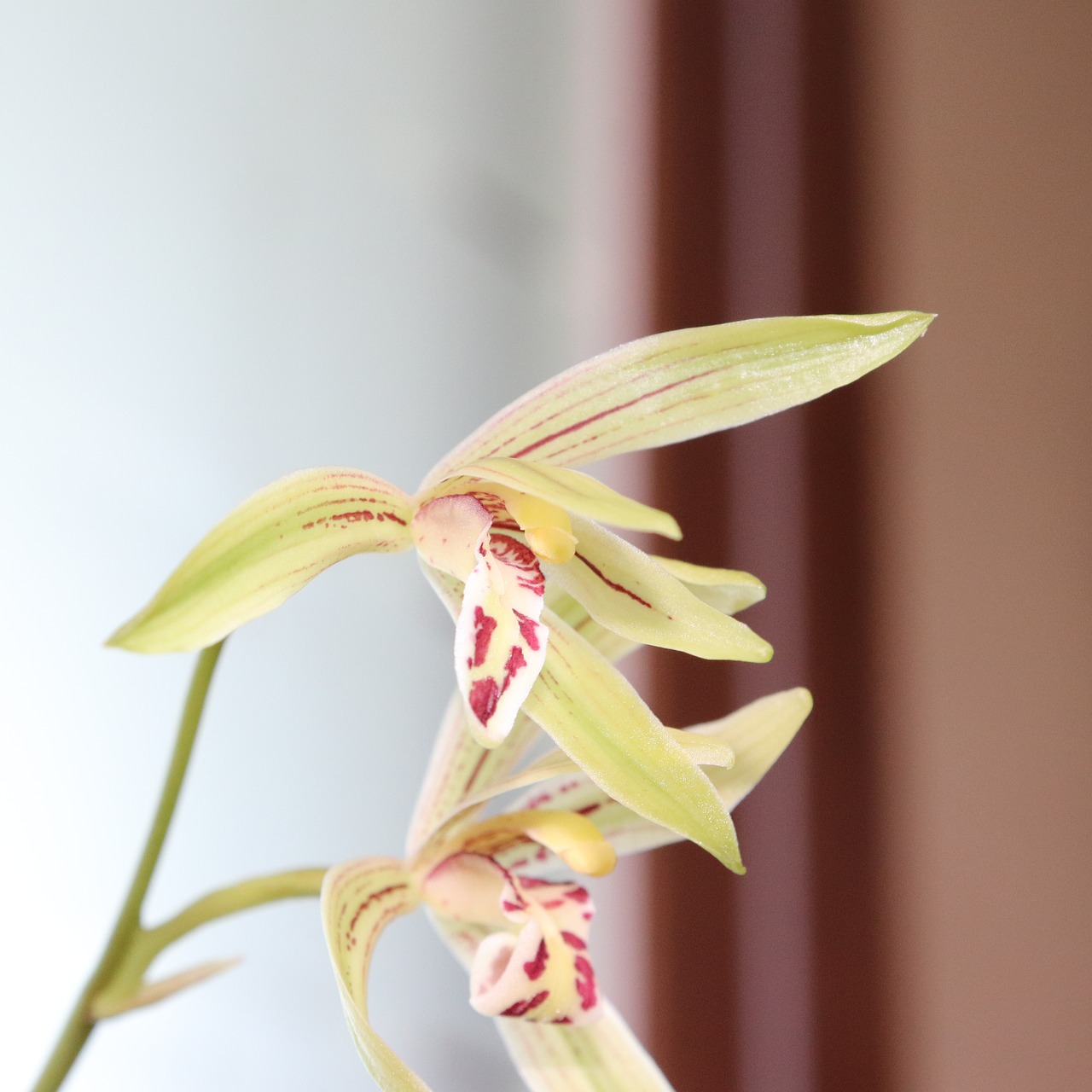 Image - orchid flower white red purple
