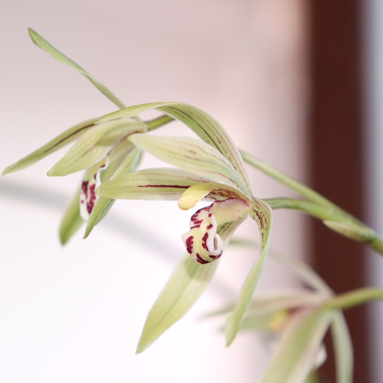 Image - orchid flower white red purple