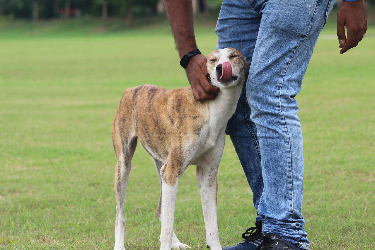 Image - dog panting active cute loving