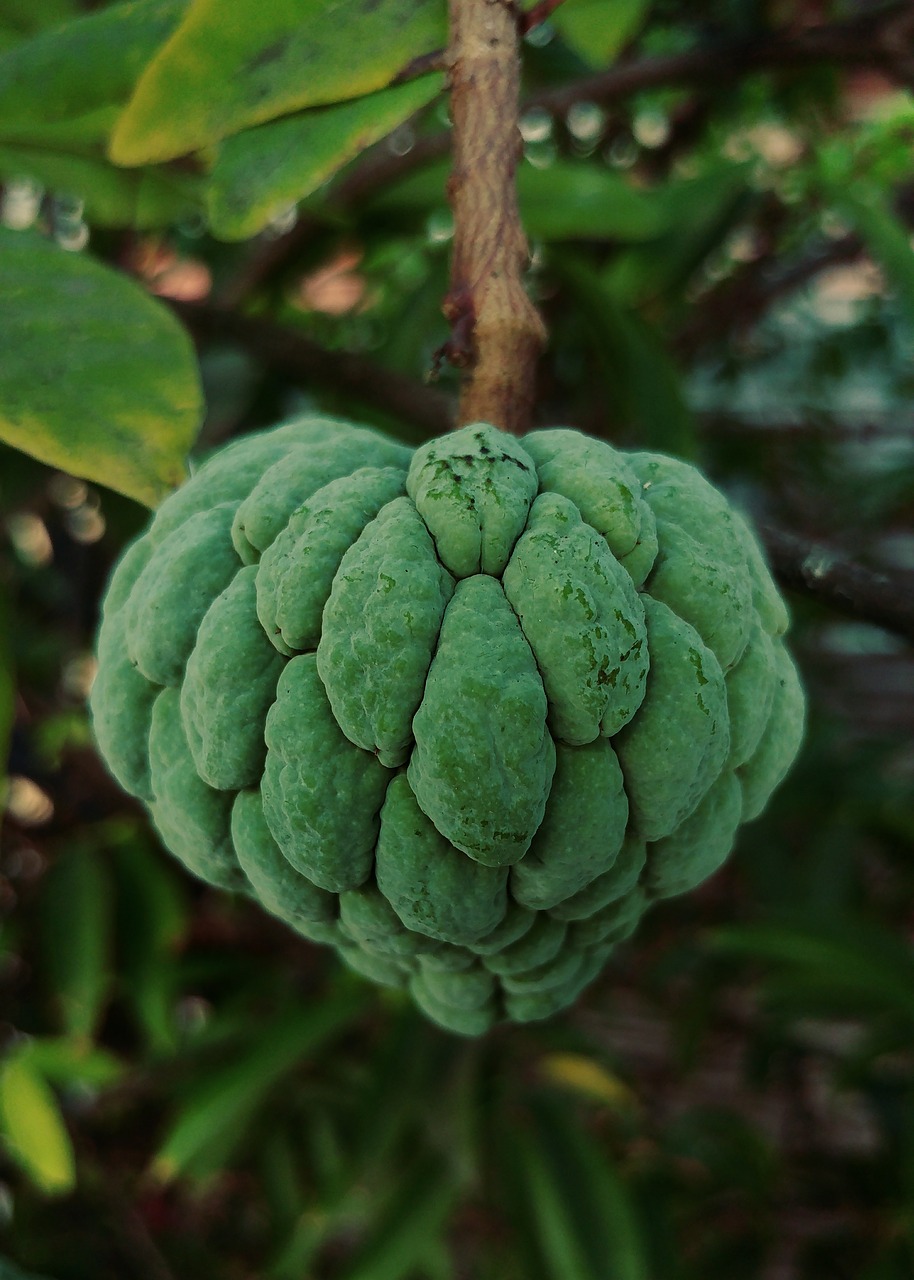 Image - sugar apple fruit food plants