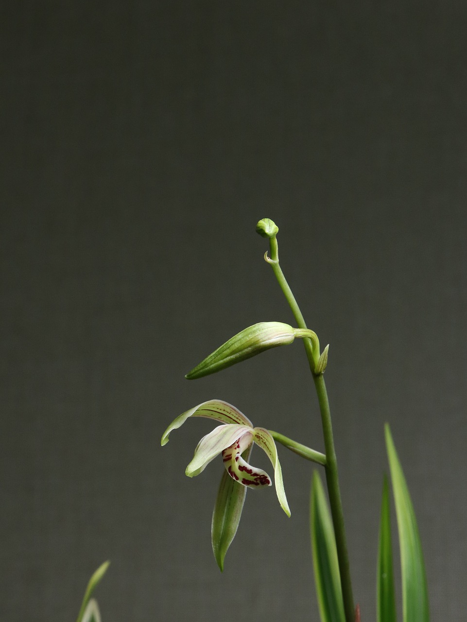 Image - orchid flower white red purple