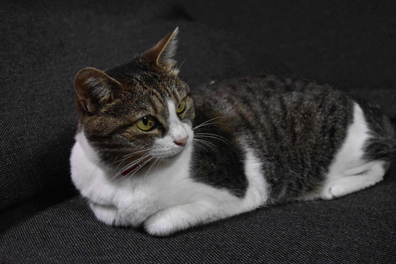 Image - cat calico sit down