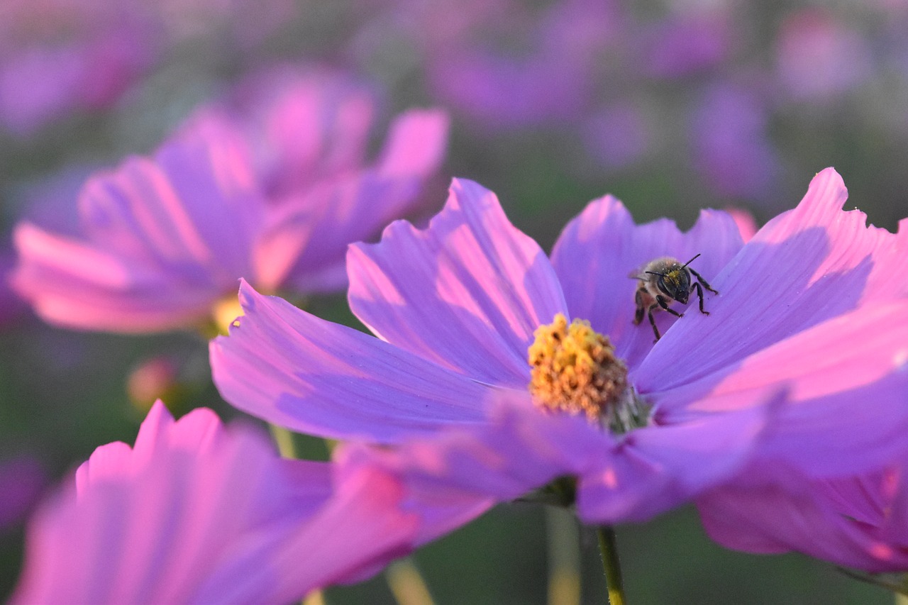 Image - cosmos bee flowers