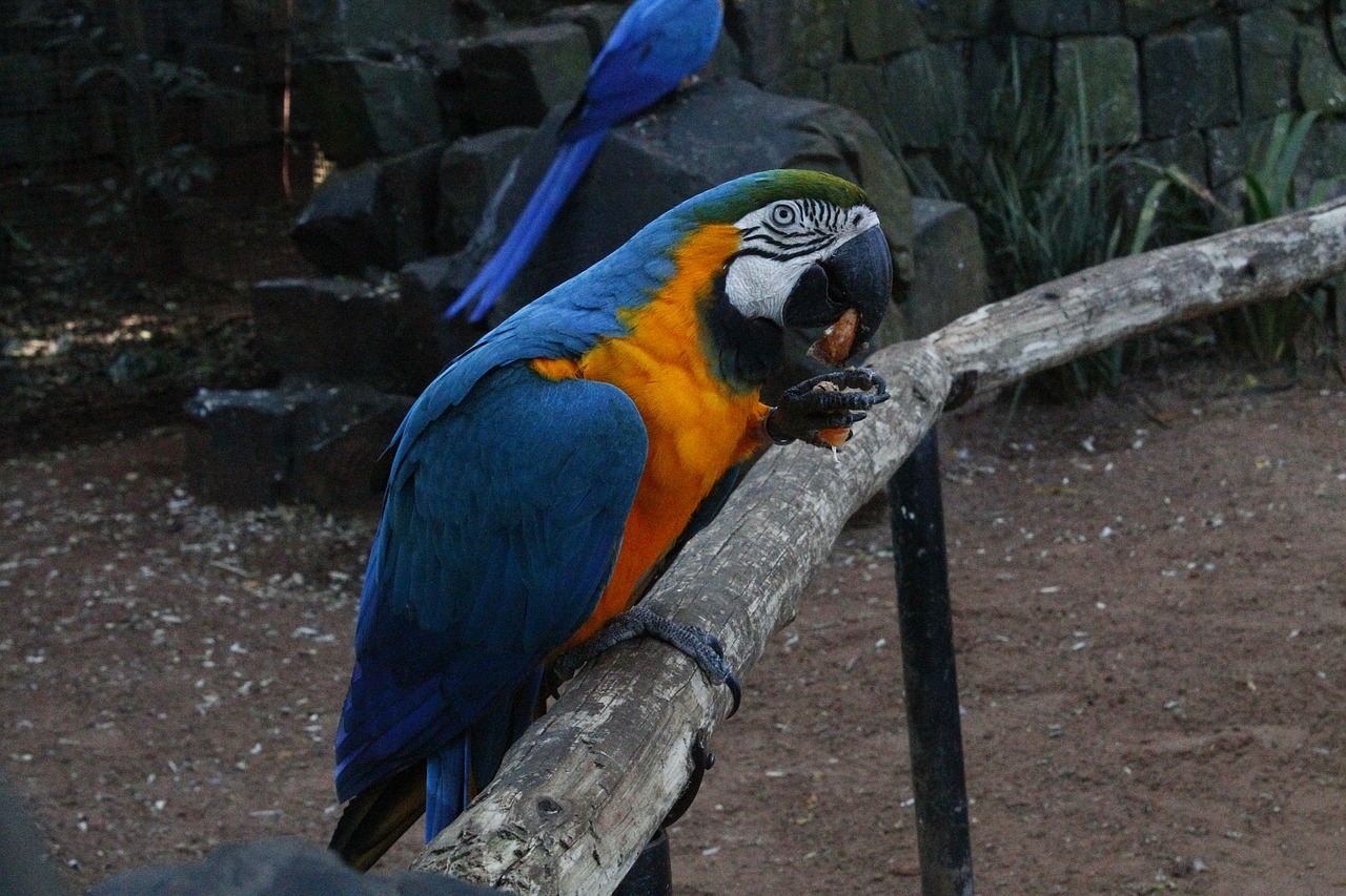 Image - arara blue eating