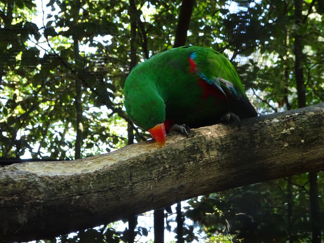 Image - parrot green colorful everything