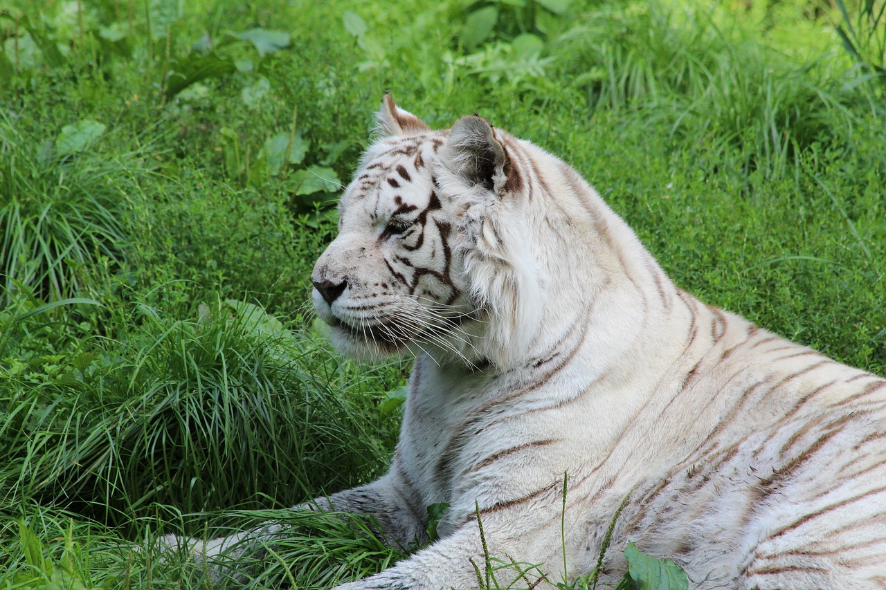 Image - white tiger mammal zoo