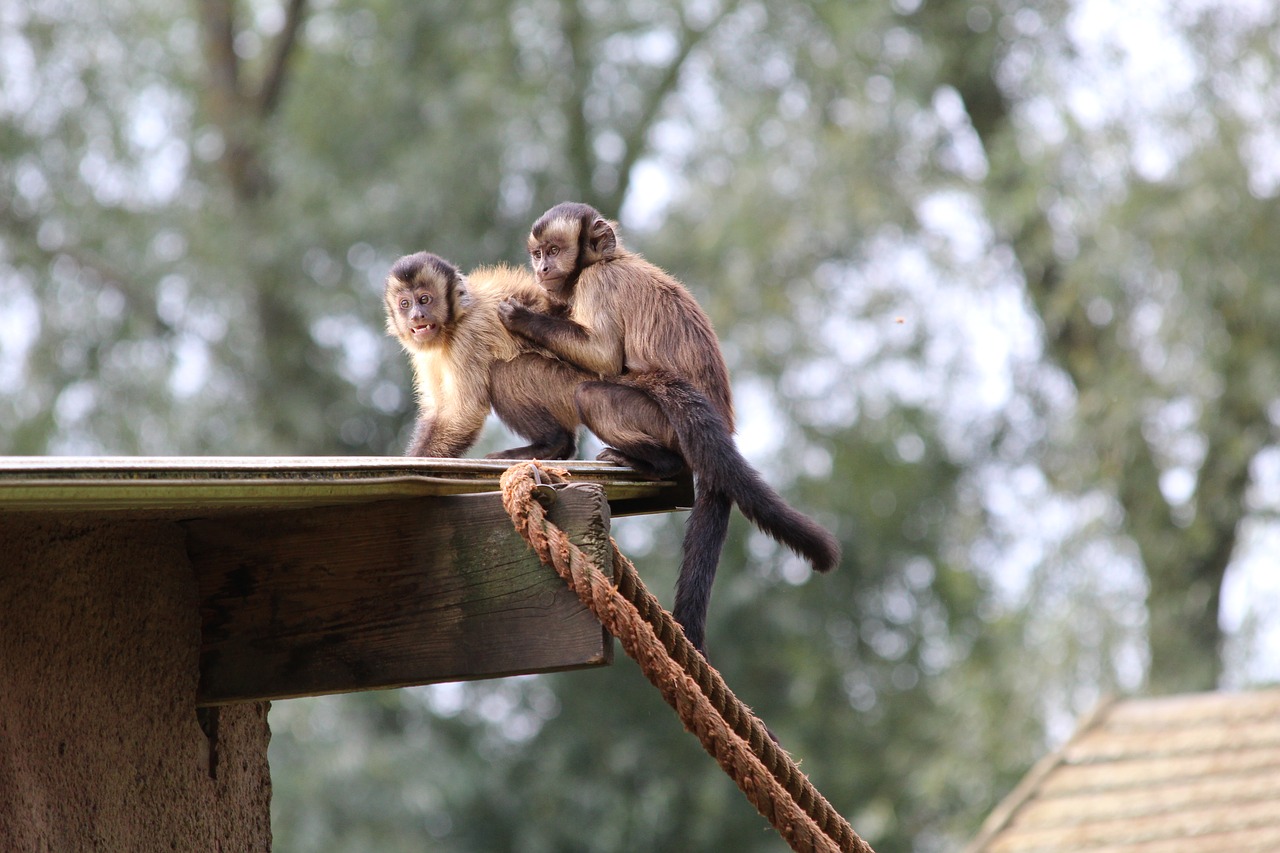 Image - kapucijnaapjes zoo mammal