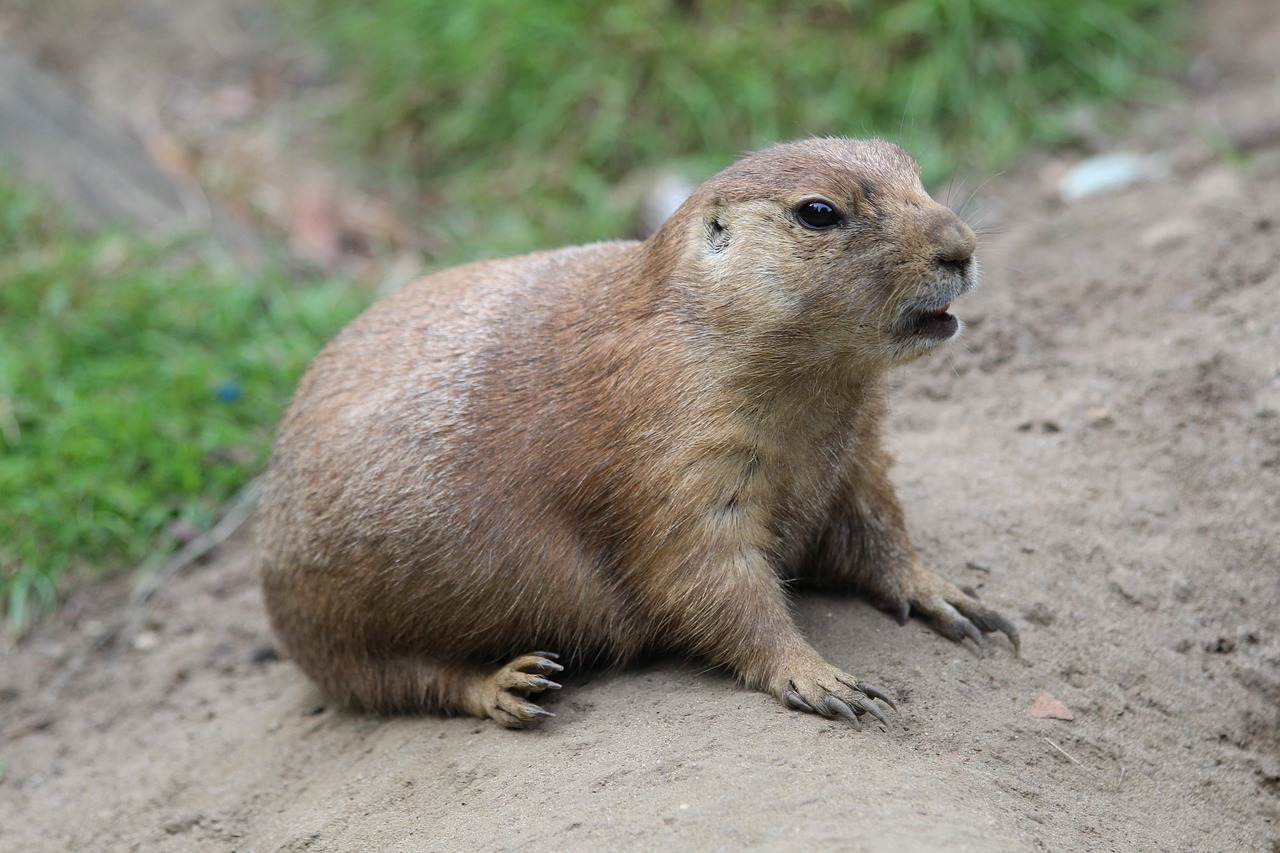 Image - prairie dog zoo mammal