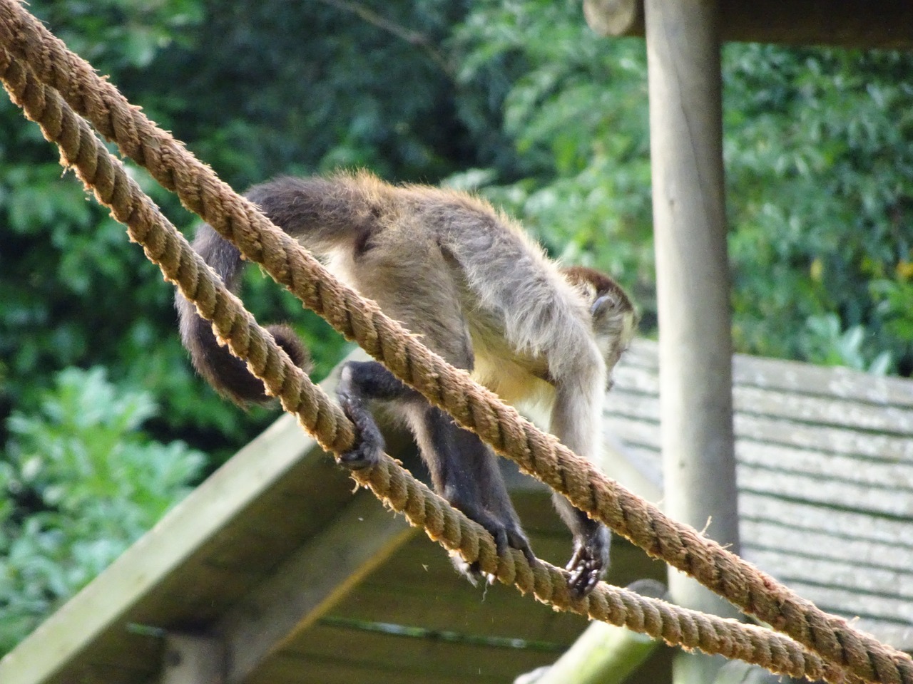 Image - monkey ropes squirrel monkey