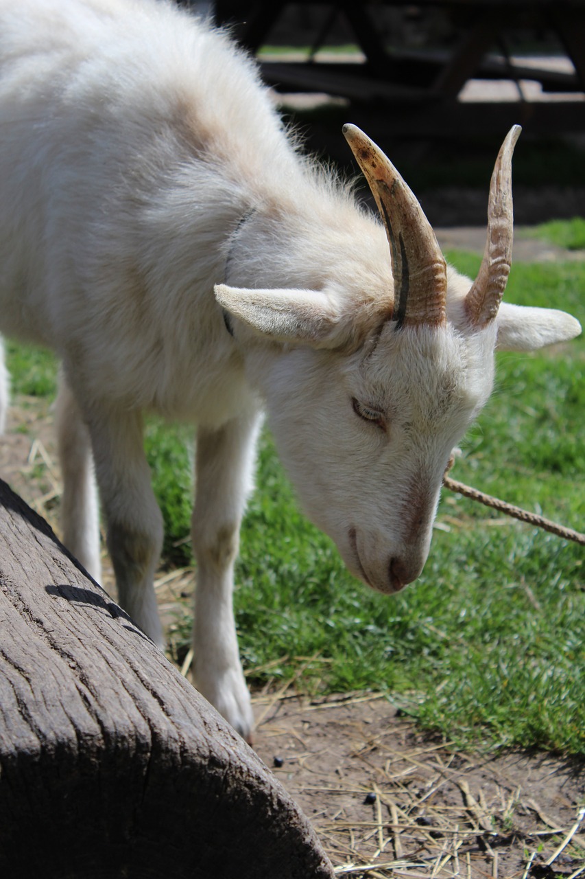 Image - goat animal pet corners kozička