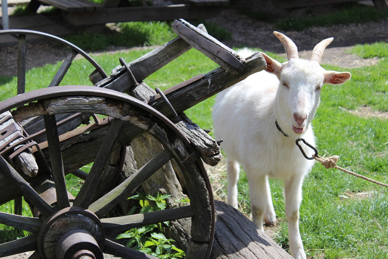 Image - goat animal pet corners kozička