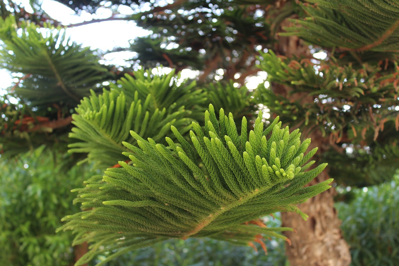 Image - tree in greece spruce plant