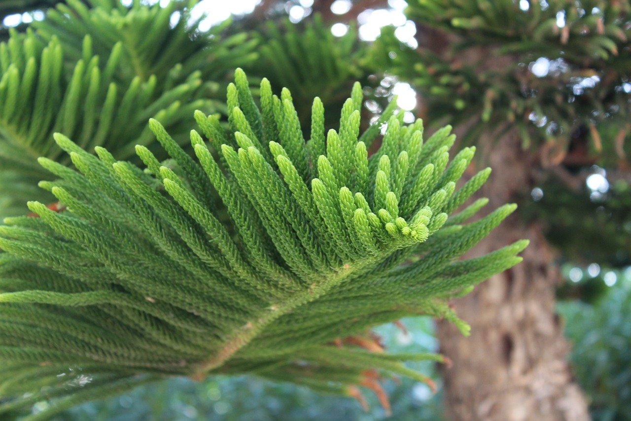 Image - tree in greece spruce plant