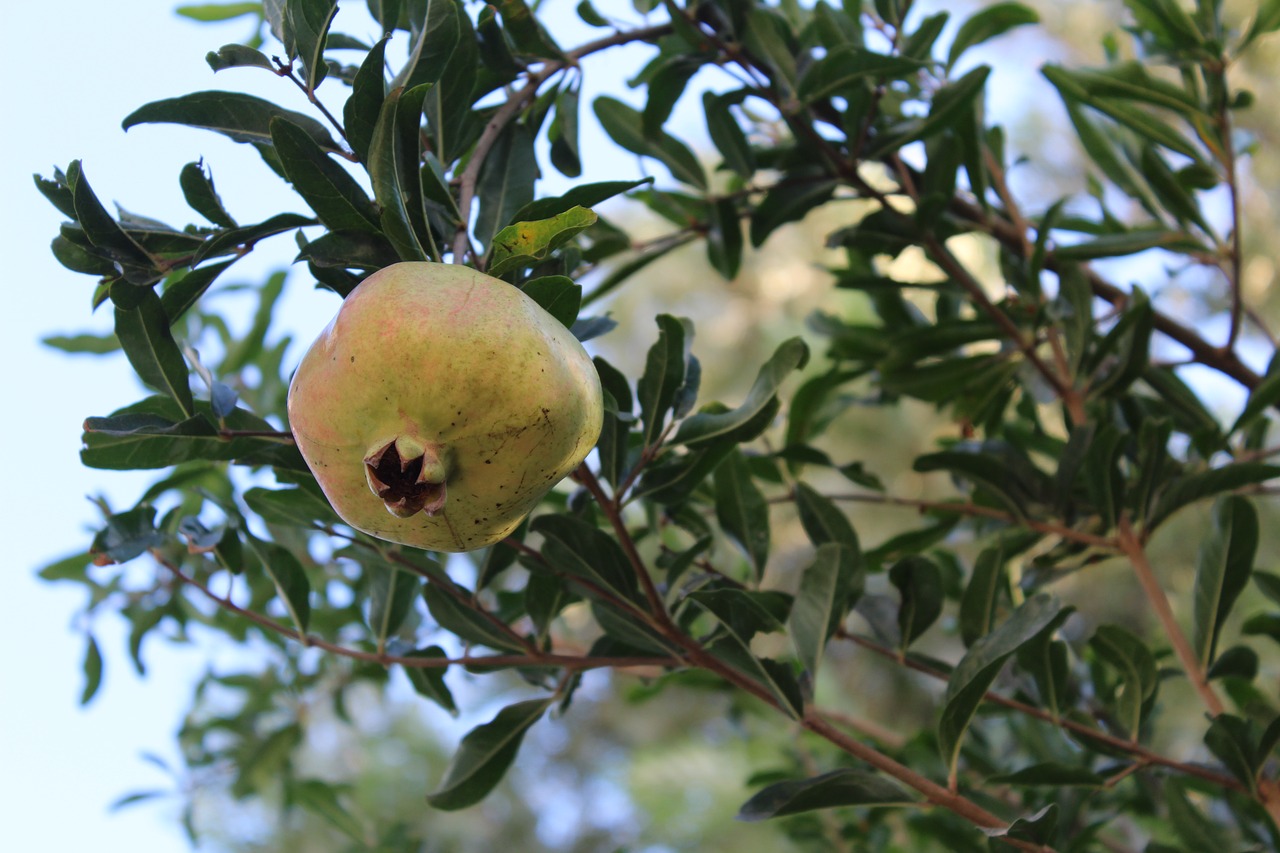 Image - pomegranate tree plant fruit fetus