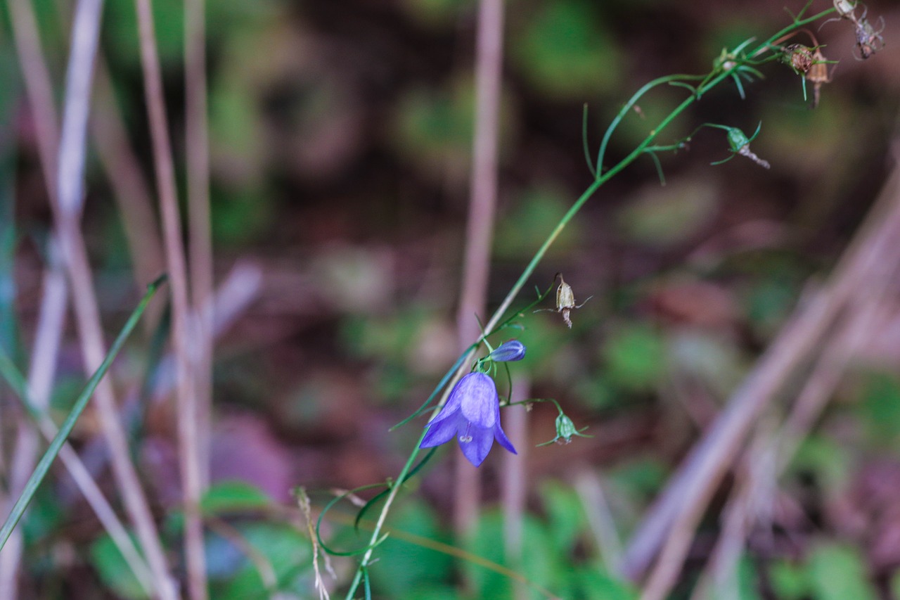 Image - bluebell bellflower wildflower