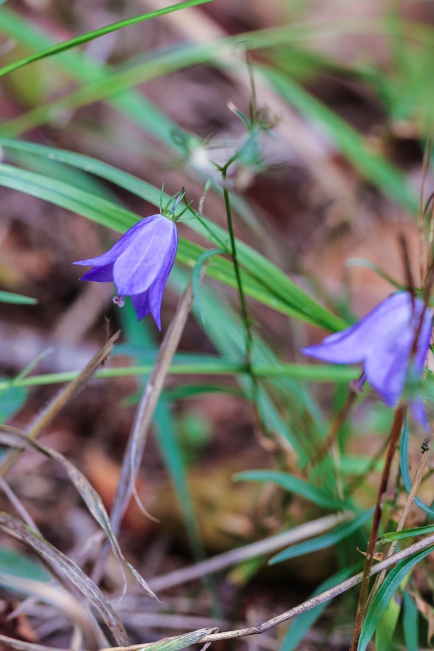 Image - bluebell bellflower wildflower