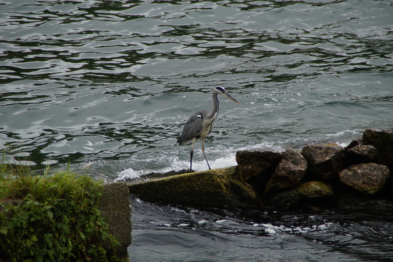 Image - grey heron heron bird eastern