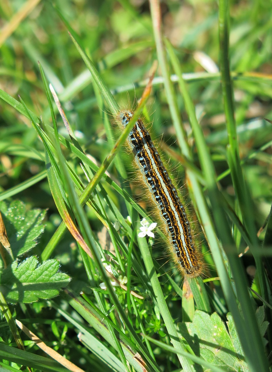 Image - caterpillar bristles glutton