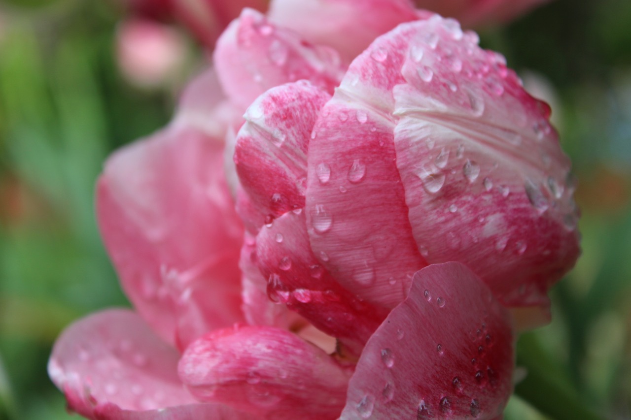 Image - spring tulips dew blossom garden