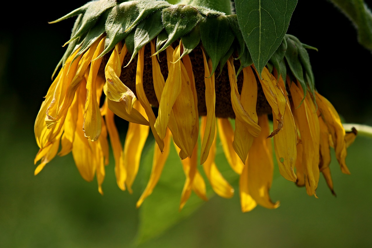 Image - sun flower blossom bloom hanging