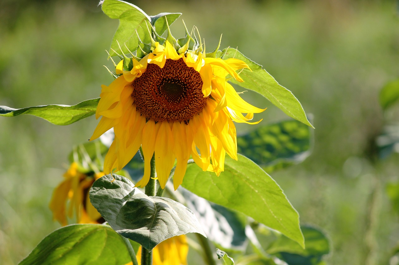 Image - sun flower wild yellow blossom