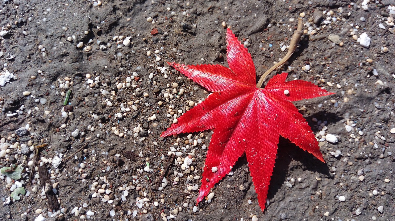 Image - maple leaf red mood