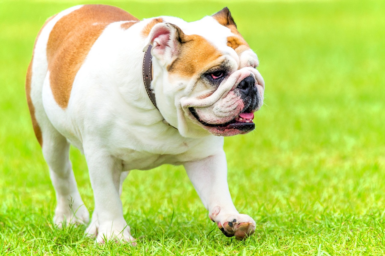 Image - english bulldog bully dog english