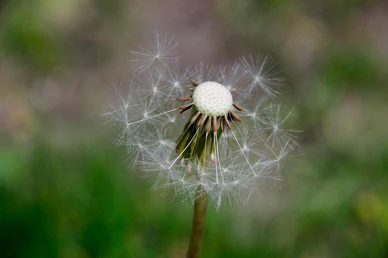 Image - nuns seeds dandelion macro