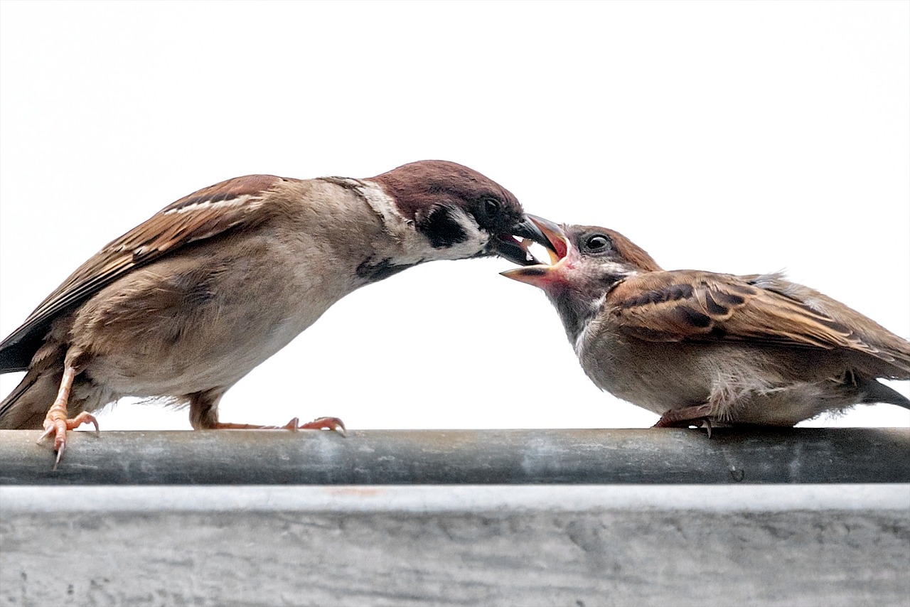 Image - sparrow feeding nature wildlife