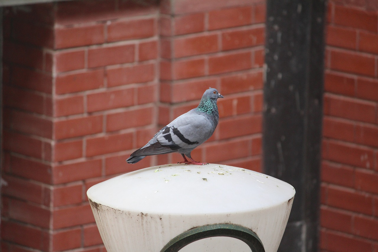 Image - pigeon columba aves bird usct