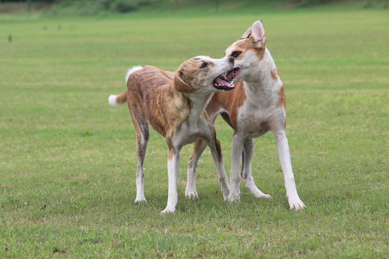 Image - dogs canines fighting playful usct