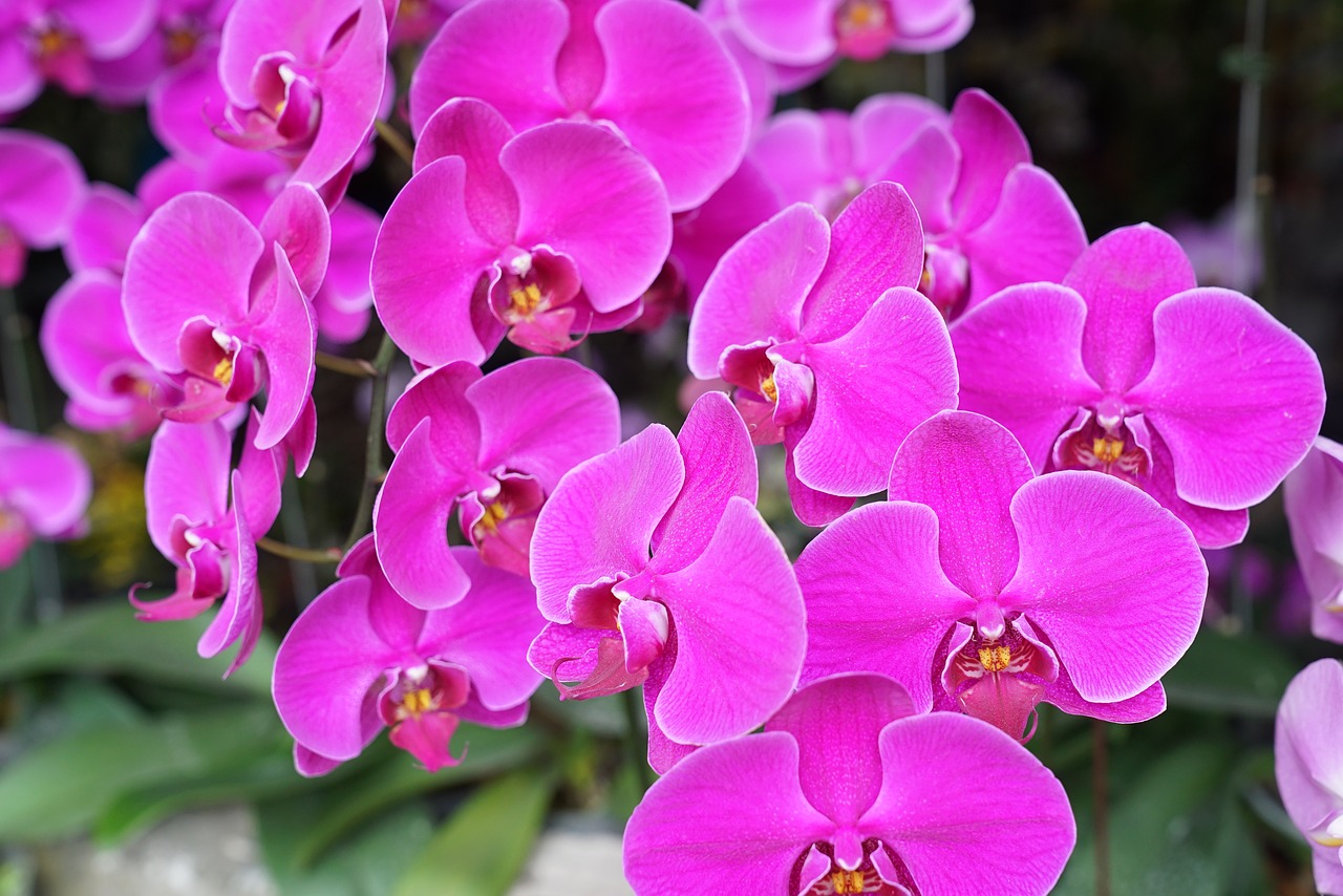 Image - orchids tropical floral exotic