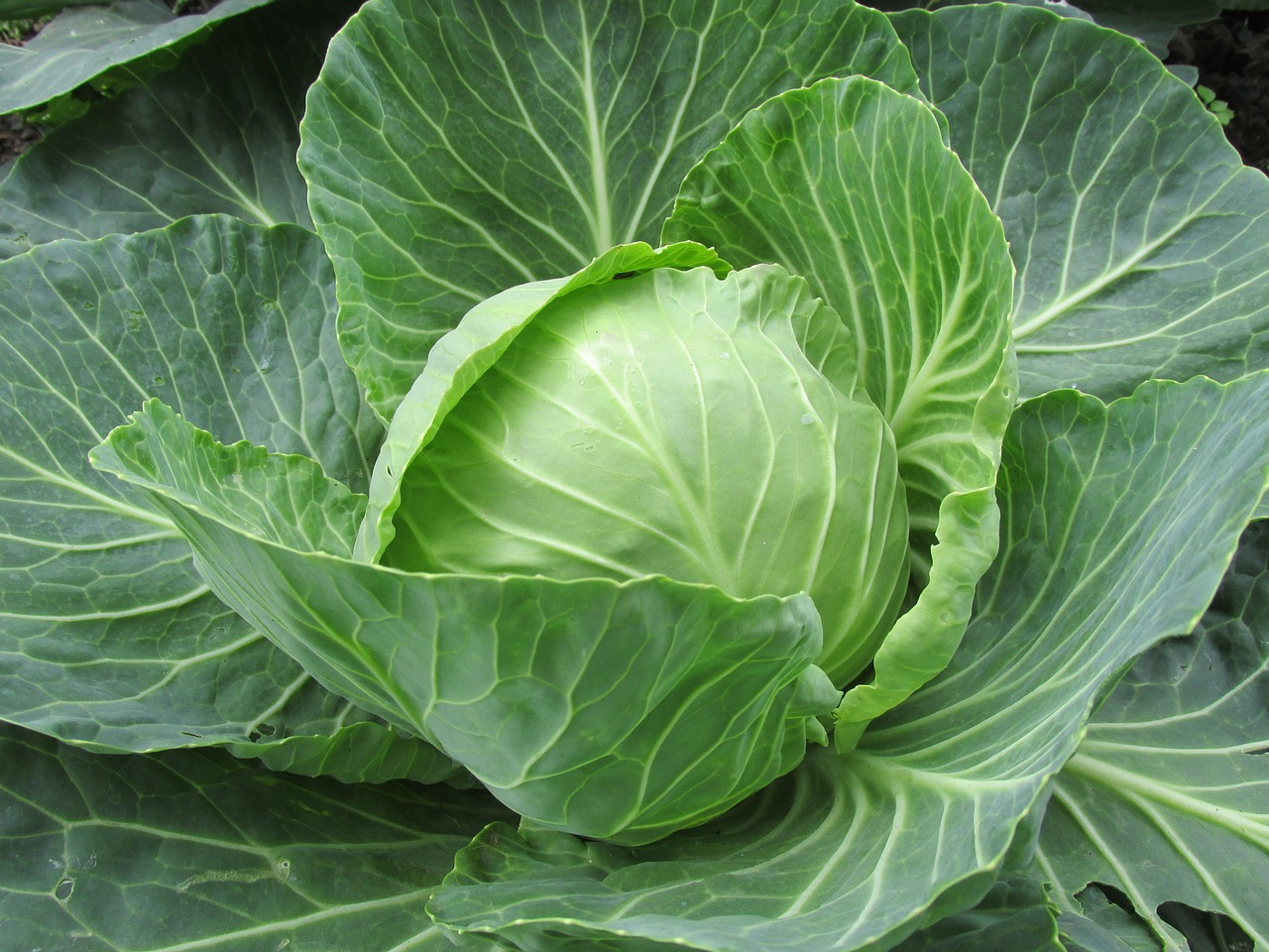 Image - white cabbage cabbage cabbage leaves