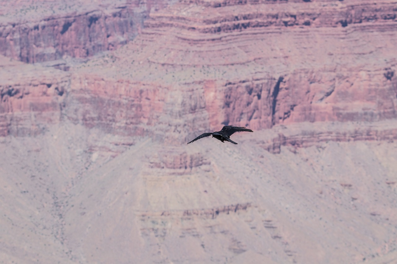 Image - canyon mountains arizona bird