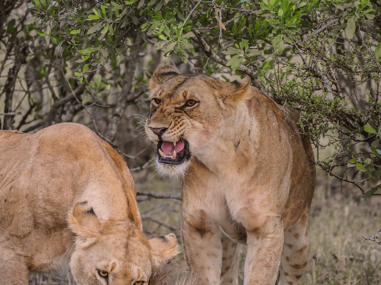 Image - lion aggressive threat prey gnu